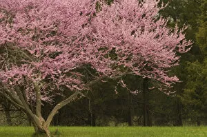 Images Dated 13th April 2006: United States, Virginia, Manassas, Manassas National Battlefield Park, redbud tree