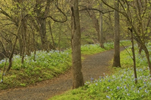 Images Dated 12th April 2006: United States, Virginia, Manassas, Manassas National Battlefield Park, path through