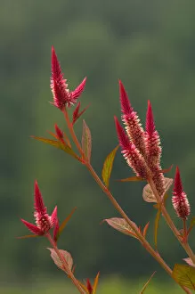 United States, Virginia, Vienna, Meadowlark Botanical Gardens Tips of a few stalks