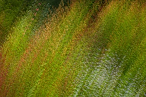Images Dated 28th August 2005: United States, Virginia, Vienna, Meadowlark Botanical Gardens Multiple exposure
