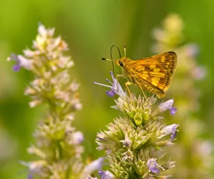Images Dated 7th August 2005: United States, Virginia, Vienna, Meadowlark Botanical Gardens Pecks skipper butterfly feeding