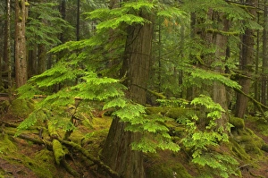 Images Dated 29th September 2005: United States, Washington, King County, Deception Falls