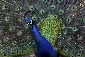 Spot Prints: United States, Washington, Olympic Peninsula, Male Peacock