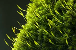 Images Dated 14th November 2005: United States, Washington, Snohomish County, Eagle Falls, closeup of moss