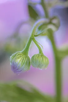 Awakening Prints: Unopened view of Daisy fleabane flower head, Kentucky