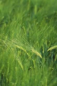Barley Prints: Unripe barley