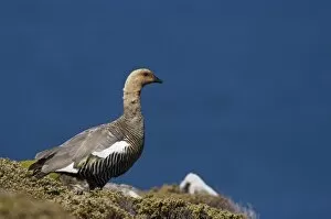 Images Dated 20th January 2007: upland goose, Chloephaga picta leucoptera, male in flight, Falkland Islands, South