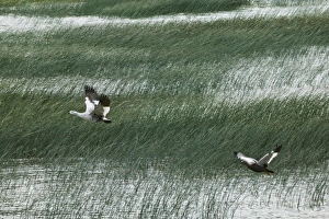 Images Dated 24th April 2009: Upland Goose flying over wind blowing reeds on lake, Torres del Paine National Park