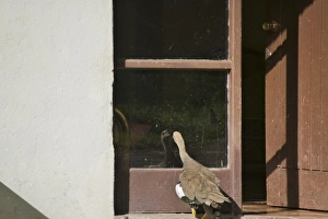 Images Dated 24th April 2009: Upland goose look at its reflection in the door glass, Patagonia, Chile