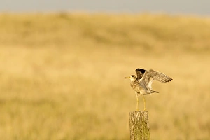 Shorebird Prints: Upland Sandpiper near Bowman, North Dakota, USA