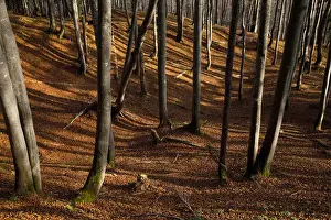 Salzkammergut Prints: Upper Austria, Austria - High angle view of trees on a hillside. Horizontal shot