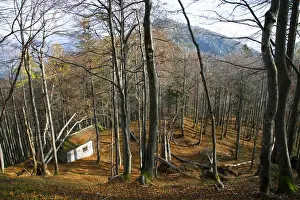 Cabin Prints: Upper Austria, Austria - High angle view of a wooded hillside. A small, rustic building