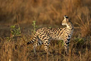 Aggression Prints: Upper Mara, Masai Mara Game Reserve, Kenya, Serval, Leptailurus serval, hunting in