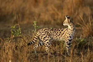 Images Dated 10th December 2007: Upper Mara, Masai Mara Game Reserve, Kenya, Serval, Leptailurus serval, hunting in