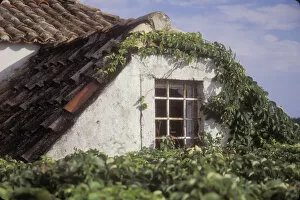 Upper portion of a house is getting progressively covered with crawling vines. Dubrovnik