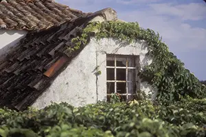 Weed Prints: Upper portion of a house is getting progressively covered with crawling vines. Dubrovnik