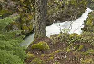 Images Dated 8th May 2011: The upper Rogue river flows through a gorge, Oregon
