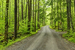Flowing Prints: Upper Tremont Road in spring, Great Smoky Mountains National Park, Tennessee