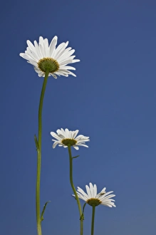 Images Dated 17th April 2011: Upward view of daisey flower, Macon, Georgia