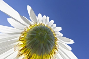 Macon Prints: Upward view of daisey flower, Macon, Georgia