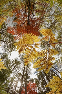 Forest Floor Prints: Upward view through ferns in pine forest, Upper Peninsula of Michigan