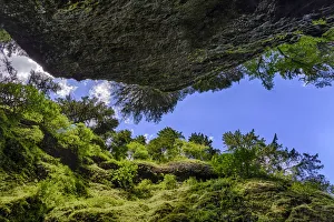 Upward view from bottom of Oneonta Gorge, Columbia River Gorge National Scenic Area, Oregon
