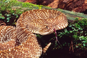 Images Dated 28th February 2007: Uracoan Rattkesnake Crotalus vegrandis Native to Venezuela