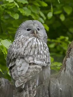 Ural owl. Adult at entrance of nest in hole of a tree. Enclosure in the Bavarian Forest National Park, Germany, Bavaria