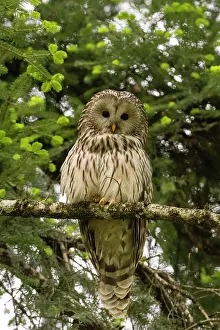 Perching Prints: An Ural owl, Strix uralensis, perching on a tree branch and looking at the camera