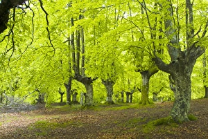 Images Dated 6th May 2005: Urkiola Natural Park. Beech forest. Biscay province. Basque Country. Spain