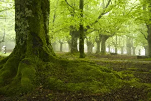Urkiola Natural Park. Beech forest. Biscay province. Basque Country. Spain