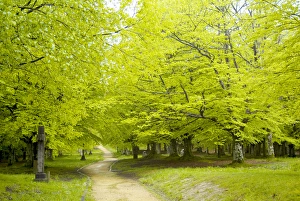 Images Dated 6th May 2005: Urkiola Natural Park. Beech forest. Biscay province. Basque Country. Spain