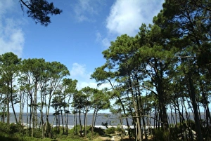 Images Dated 15th April 2005: Uruguay, Atlantida, posada Santa Rosa, Pine-wood and the sea