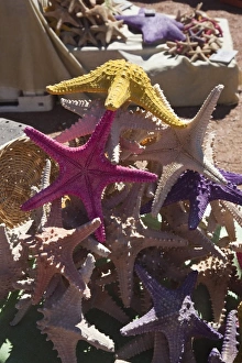 Uruguay, Maldonado Department, Punta del Este. Starfish souvenirs