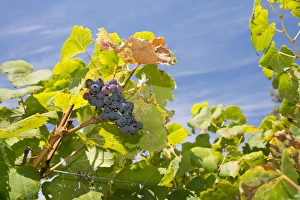 Images Dated 8th March 2013: Uruguay, Montevideo, Colon area. Bodegas Carrau Winery, est. 1752. Winery vineyards