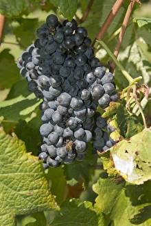 Bunch Prints: Uruguay, Montevideo, Colon area. Bodegas Carrau Winery, est. 1752. Winery vineyards