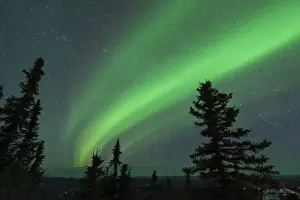 Star Prints: US, AK, Fairbanks. Dramatic curtain display of Aurora Borealis see from Ester Dome