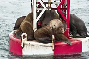 Buoy Prints: US, AK, Inside Passage. Stellar Sea Lions (Eumetopias jubatus) crowd on to navigation