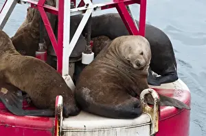 Images Dated 10th August 2011: US, AK, Inside Passage. Stellar Sea Lions (Eumetopias jubatus) crowd on to navigation