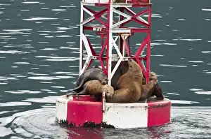 Images Dated 10th August 2011: US, AK, Inside Passage. Stellar Sea Lions (Eumetopias jubatus) crowd on to navigation