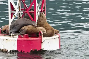 Images Dated 10th August 2011: US, AK, Inside Passage. Stellar Sea Lions (Eumetopias jubatus) crowd on to navigation