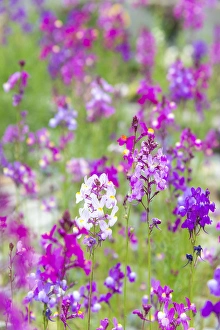 Weed Prints: US, CA Field of toadflax wildflower selective focus