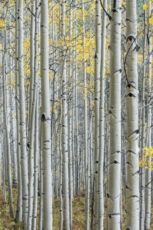 US, CO, Gunnison NF, Aspen Trunks with Autumn Color