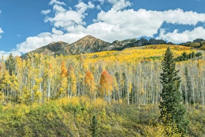 Images Dated 3rd October 2015: US, CO, Gunnison NF, Autumn Color at Kebler Pass