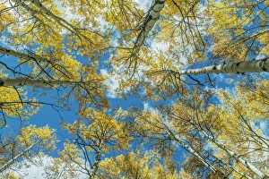 US, CO, Gunnison NF, Looking up to the Sky in an Aspen Grove with Autumn Color