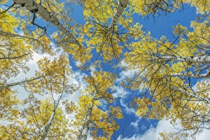 Colorado Prints: US, CO, Gunnison NF, Looking up to the Sky in an Aspen Grove with Autumn Color