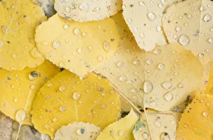 Water Drop Prints: US, CO, Gunnison NF, Water Drops on Aspen Leaves