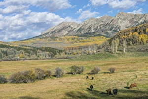 Colorado Prints: US, Colorado, near Gunnison, Rocky Mountain Autumn Ranch