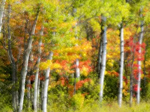 Images Dated 5th August 2020: US, Michigan, Upper Peninsula. Fall colors in the forest