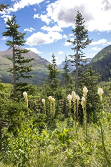 Hike Prints: US, MT, Glacier NP. Bear grass along Iceberg Lake Trail
